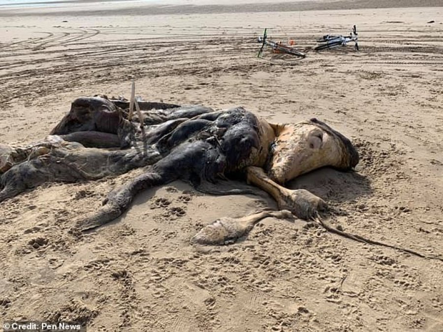 Shfaqet krijesa e paidentifikuar në bregun britanik, teori konspiracioni për prejardhjen