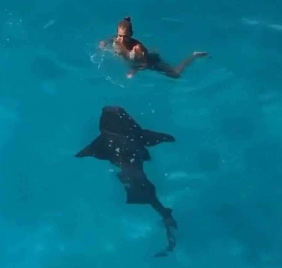 VIDEO/Udhëtimi në Bahamas merr kthesën tronditëse, gruaja gjendet pranë peshkaqenit