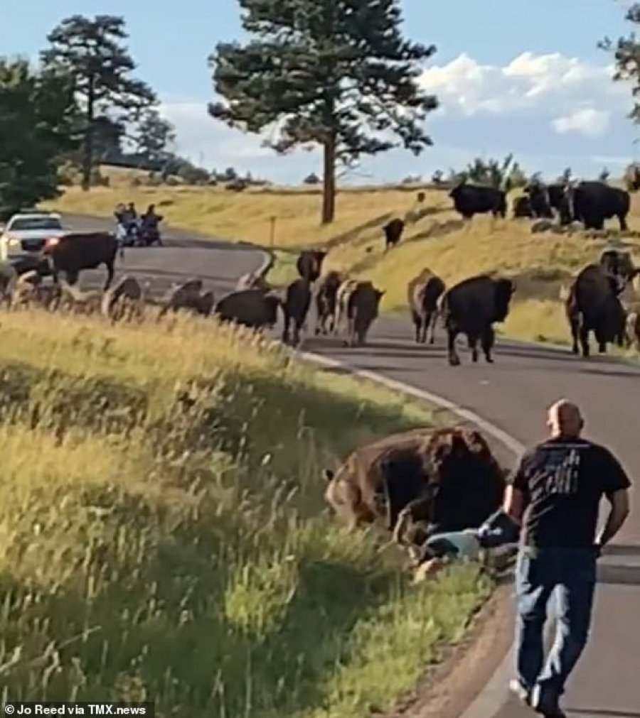 VIDEO/U afrua për foto, gruaja sulmohet nga bizoni i inatosur 