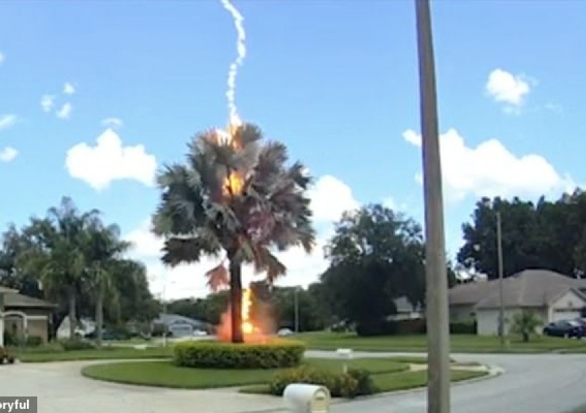 VIDEO/Vetëtima godet palmën, shfaqet papritur në qiellin e pastër