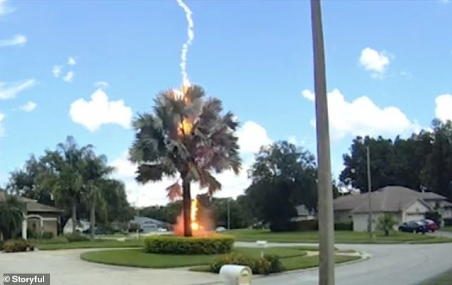 VIDEO/Vetëtima godet palmën, shfaqet papritur në qiellin e pastër