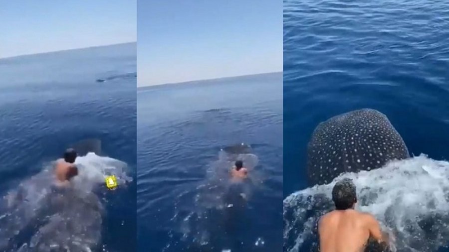 VIDEO/ I kërcen peshkaqenit në shpinë dhe lundron me të