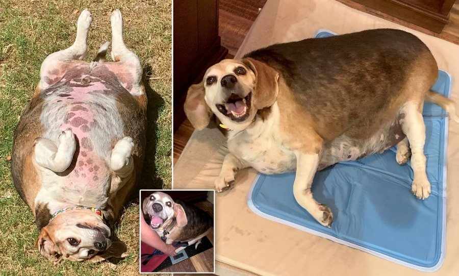 Njihuni me qenin obez që peshonte 90 kilogramë dhe humbi më shumë se gjysmën e peshës