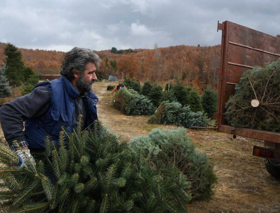 Bllokimi, fermerët e bredhave në Greqi presin një mrekulli për Krishtlindje