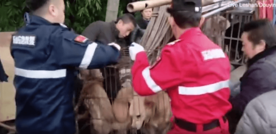 ‘Gati për t’u bërë salsiçe’/ Shpëtohen dhjetëra qen në Kinë