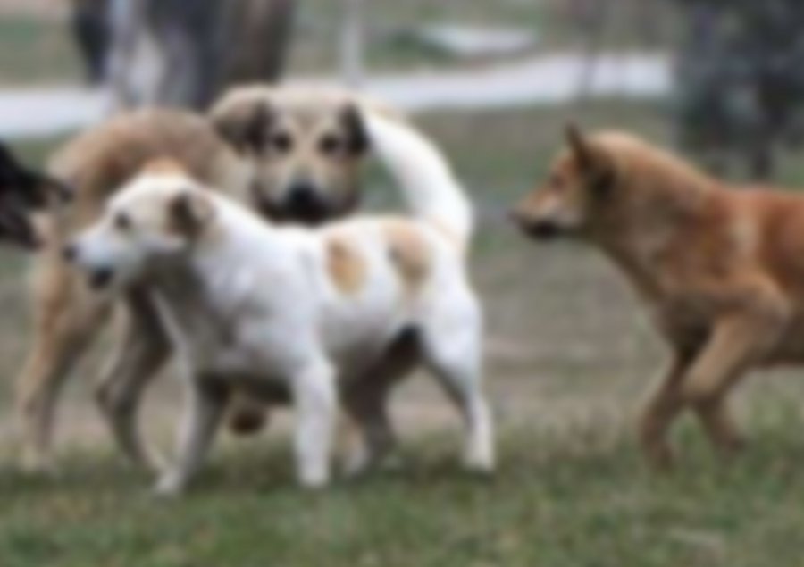 VIDEO/ Shfarosje masive e qenve në Gjirokastër, kafshët përpëliten në rrugë nga helmimi