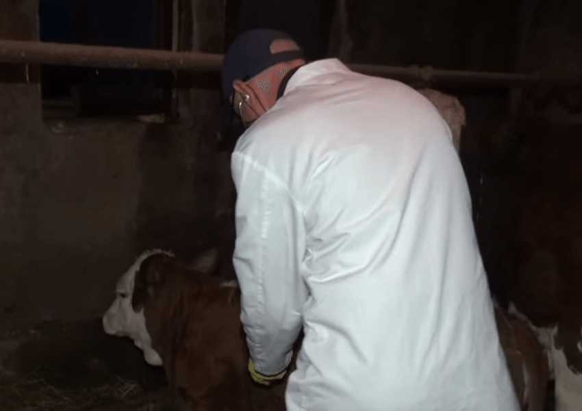 25 veterinerë të infektuar nga  Covidi
