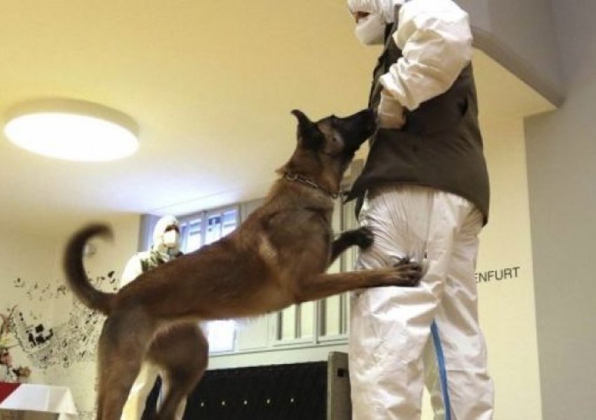 Në Austri prezantohet qeni ushtarak që mund të nuhasë koronavirusin