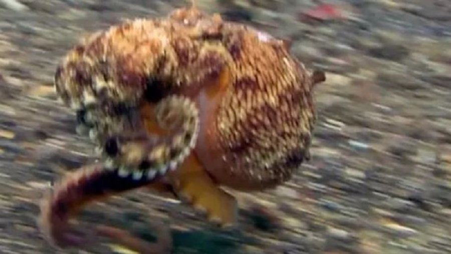 Një video e pabesueshme tregon se si oktapodët ecin me dy tentakulat e tyre