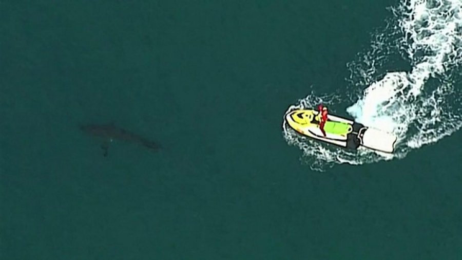 Sulmohet nga peshkaqeni, vdes në vend 36-vjeçari  në Australi