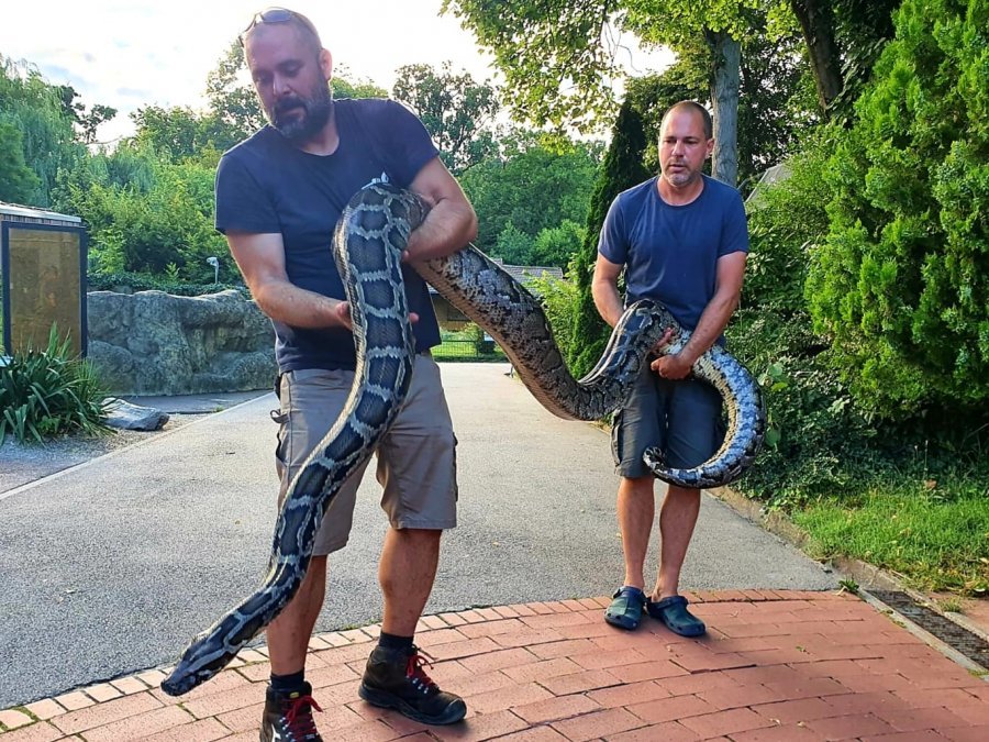 FOTO/ Gjarpër gjigand në shtëpinë e trafikantit, Policia kroate shtanget gjatë arrestimit