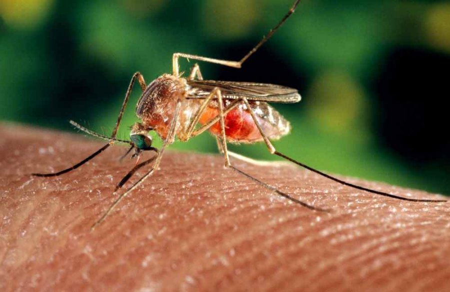 Alarmohet Kina/ Përveç murtajës bubonike, raportohen rastet e para edhe me ethet Dengo