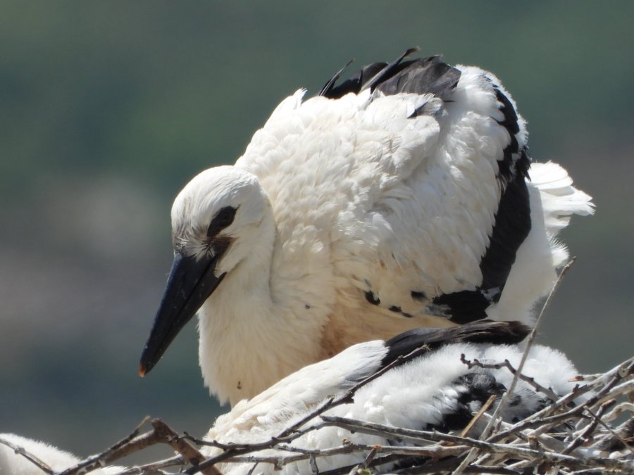 Çelin 5 zogj lejleku në folenë e famshme në Gjirokastër
