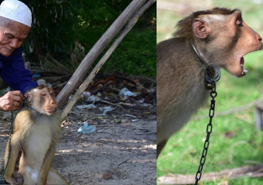 Imazhe mizore/ Majmunët të shfrytëzuar dhe të keqtrajtuar nga prodhuesit e Azisë Juglindore