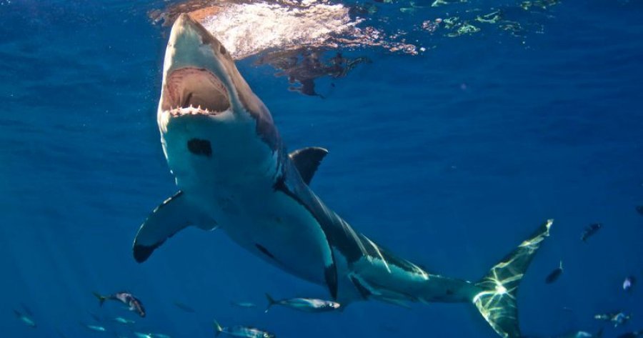 Ishte duke bërë sërf, peshkaqeni sulmon për vdekje 15-vjeçarin