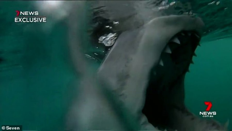 VIDEO/Tmerruese, peshkaqeni gjigant sulmon varkën në mes të oqeanit