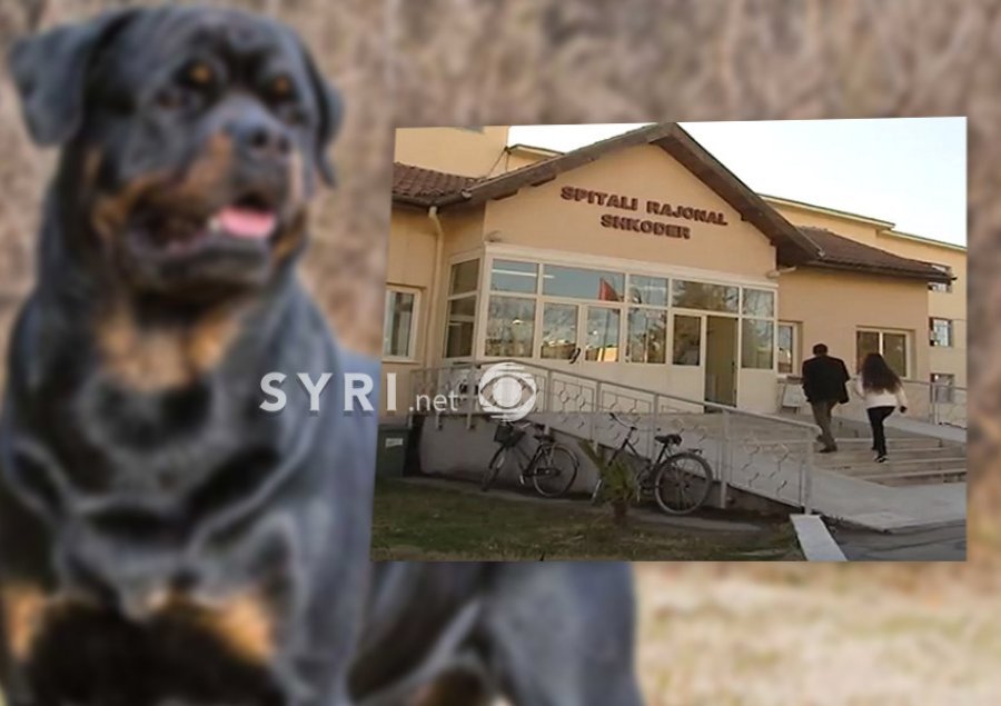 VIDEO/ Qeni ‘Rotvailer’ sulmon brutalisht 13 vjeçarin në Shkodër