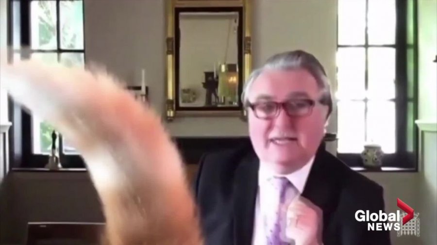 VIDEO/ Macja ndërpret debatin parlamentar, deputeti i thotë ‘ule bishtin’
