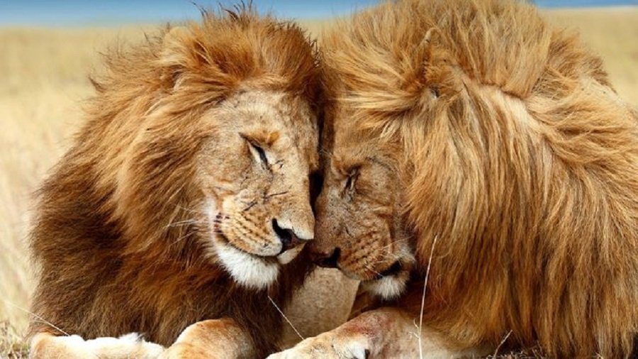 Bashkë deri në përjetësi, pse miqtë e shenjës së Luanit janë më të mirët