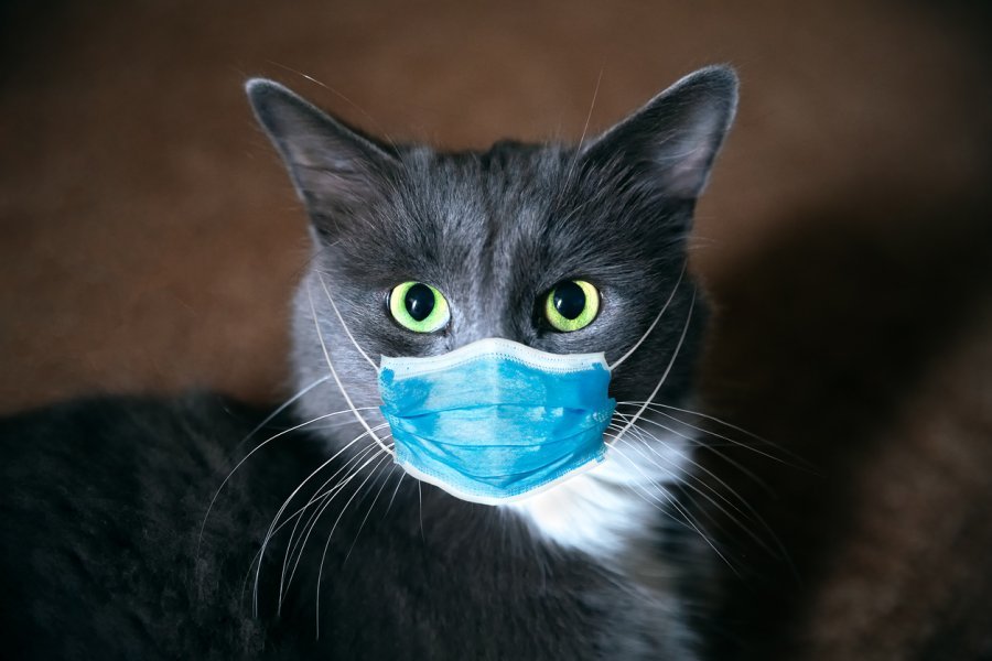 Një mace me koronavirus