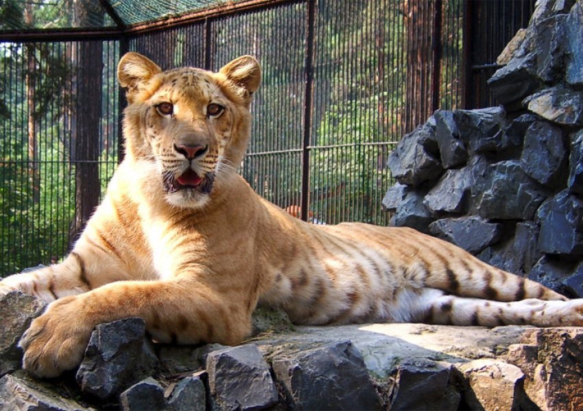 VIDEO/Gjysmë luan dhe gjysmë tigër, ja macja më e madhe në botë