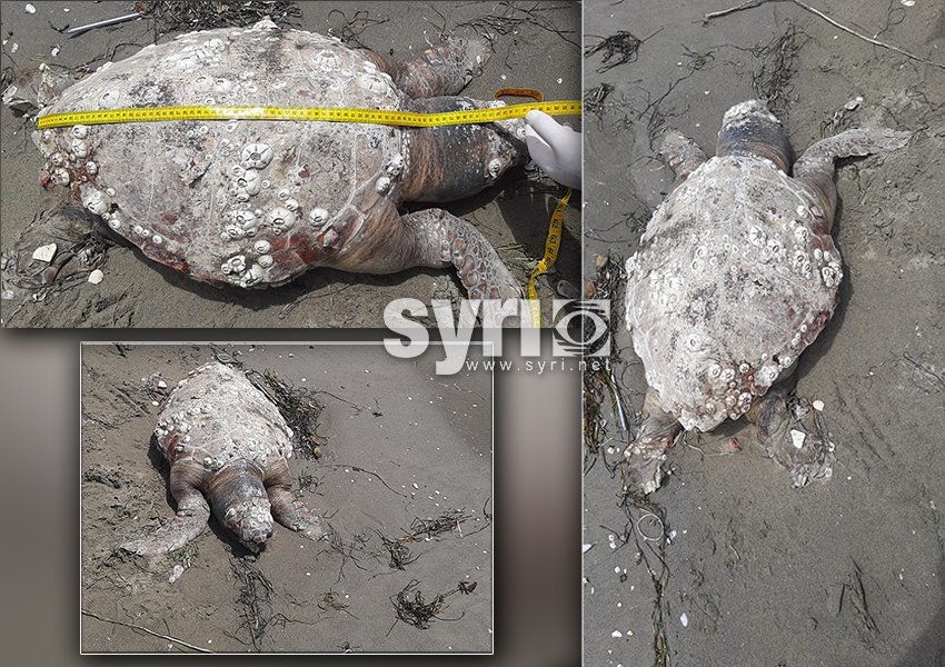 FOTO/ Një breshkë e rrallë deti, del e ngordhur në bregdetin e Vlorës