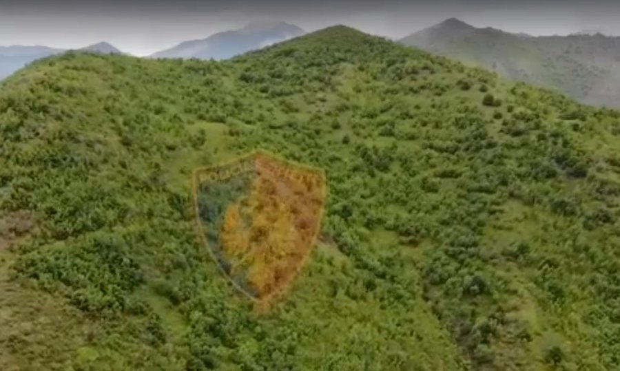 Kanabisi, cilët kapi Policia me dron, në malet e Kukësit dhe Mallakastrës  