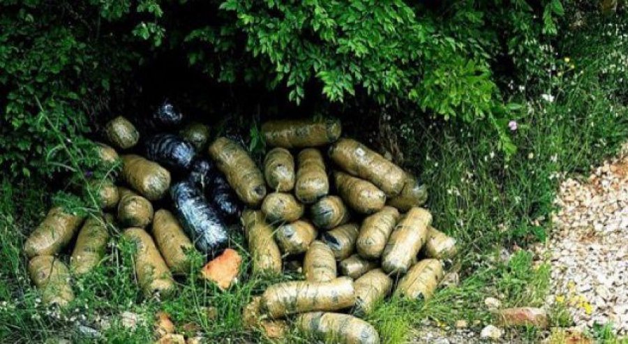 Drogë e fshehur në pyll, policia e Vlorës gjen 43.5 kg kanabis