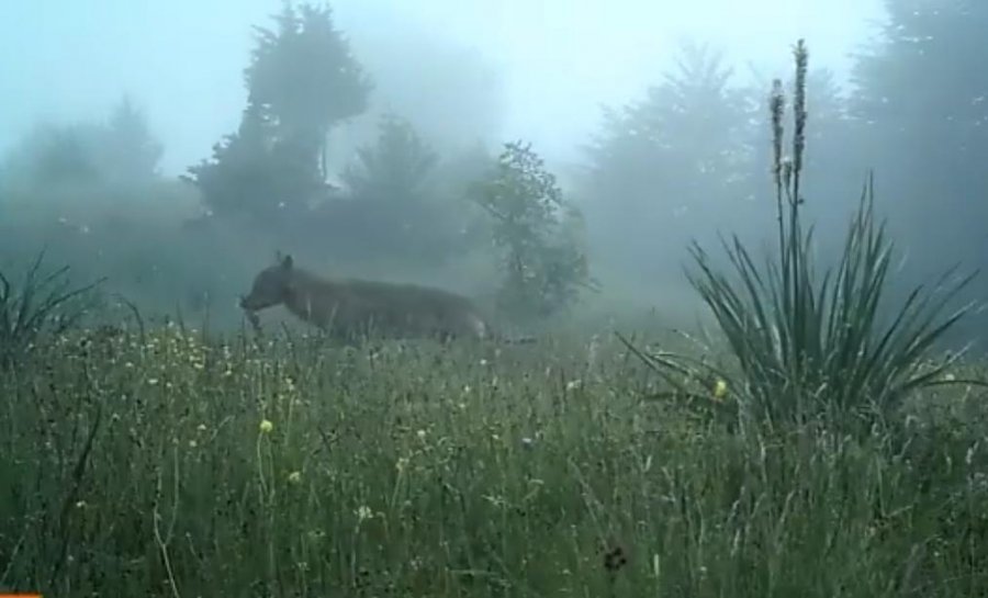 VIDEO/ Ujku mjegull do! Mëngjes herët në pyjet e Elbasanit