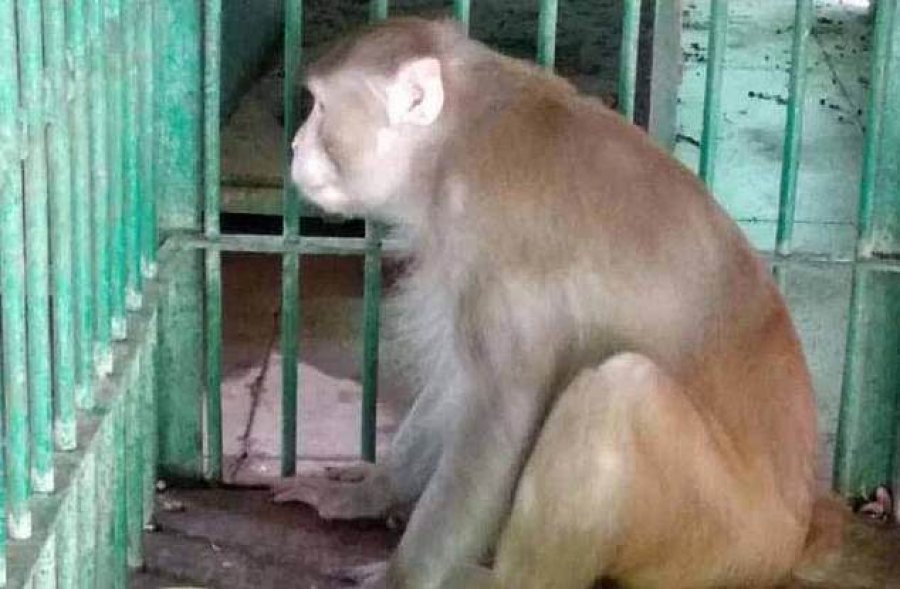 VIDEO/ Majmuni i i bërë tapë vret një njeri dhe plagos 250 të tjerë