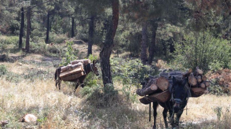 Shqiptari me tre mushka futet në territorin grek dhe pret pyllin