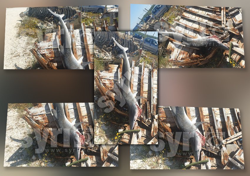 FOTOLAJM/ Peshkaqeni i rrezikshëm kapet në Vlorë