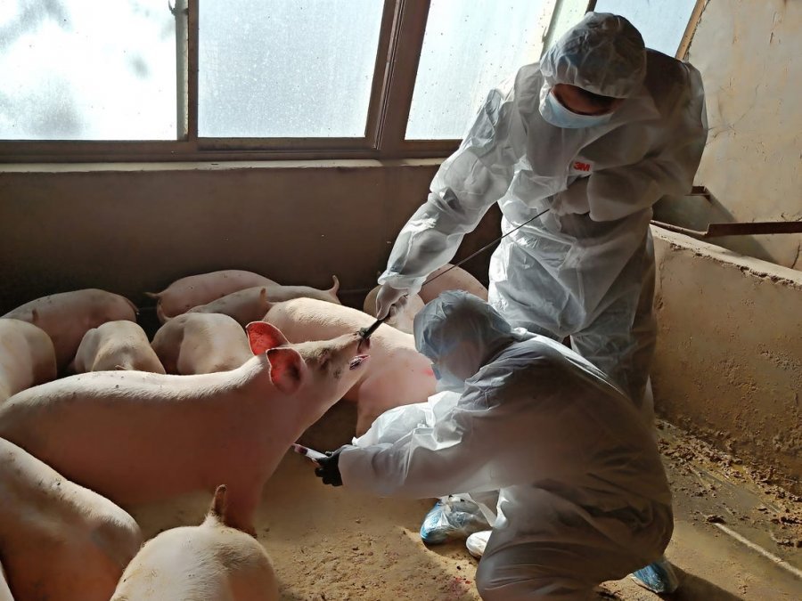 Një grip i ri që mund të kthehet në pandemi zbulohet në Kinë