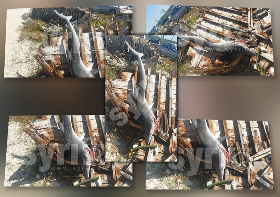 FOTOLAJM/ Peshkaqeni i rrezikshëm kapet në Vlorë