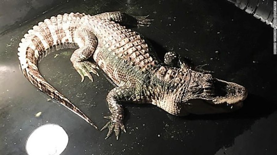 Shokuese/Policia gjen një aligator të rritur në bodrumin e një shtëpie 