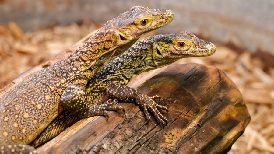 Dragoi Komodo femër lind 3 fëmijë pa asnjë partner