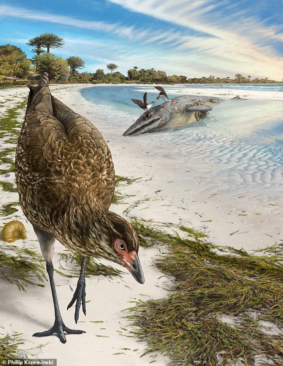 Zbulohet fosili më i vjetër në botë i një zogu
