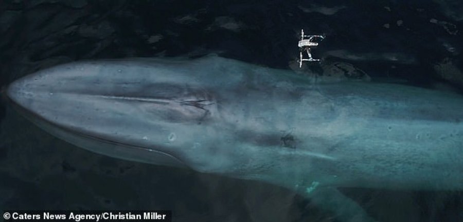 FOTO/Momenti epik, tështin balena dhe trondit dronin që e filmonte