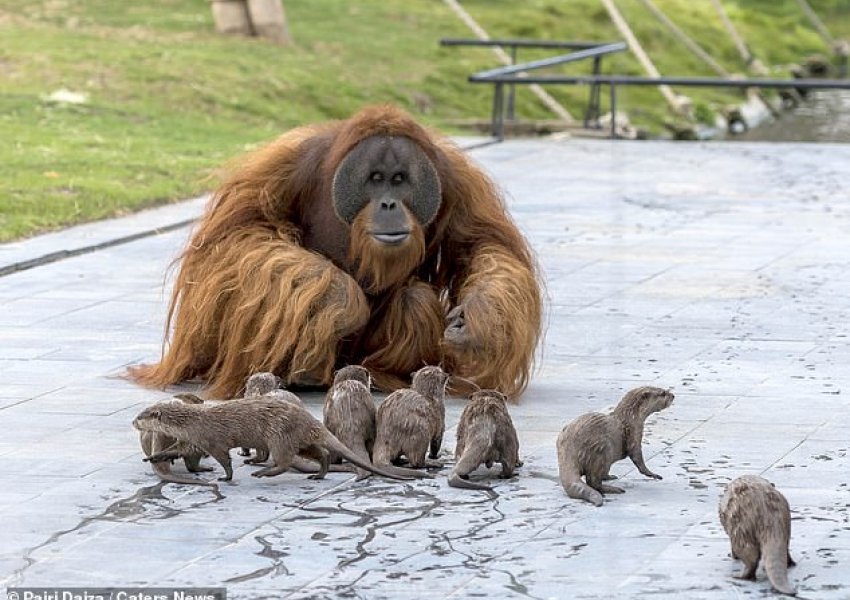 FOTO/Miqësia e pazakontë mes familjes së orangutangëve dhe vidrave