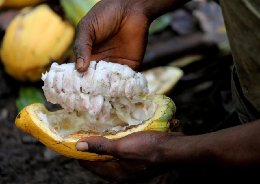 SHBA nis hetimin mbi punën e fëmijëve për kakaon në Bregun e Fildishtë