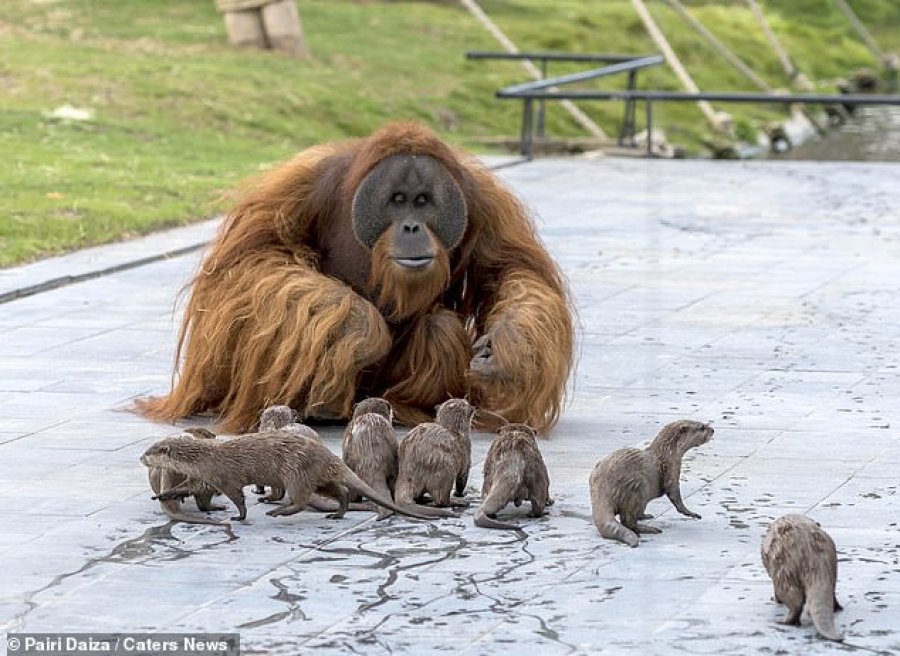 FOTO/Miqësia e pazakontë mes familjes së orangutangëve dhe vidrave