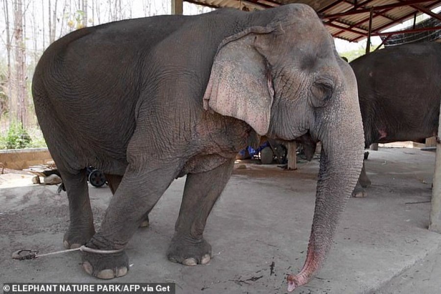 Pandemia shkatërron sektorin e turizmit në Tailandë, elefantët mund të ngordhin urie