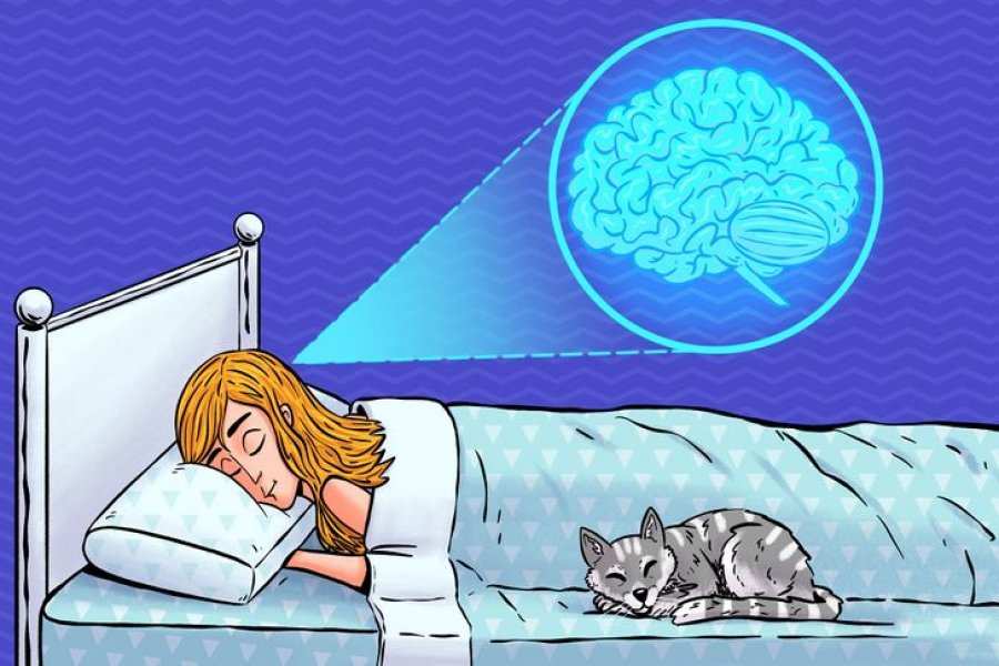 Sleeping brains. Сон восстанавливает силы. Восстановление сна. Ухудшение сна рисунок. Восстановление организма во сне.