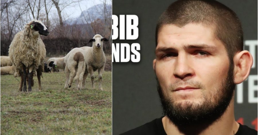 Habit kampioni botëror Habib: Nuk kthehem  në ring, kam blerë dele do tw merrem me to