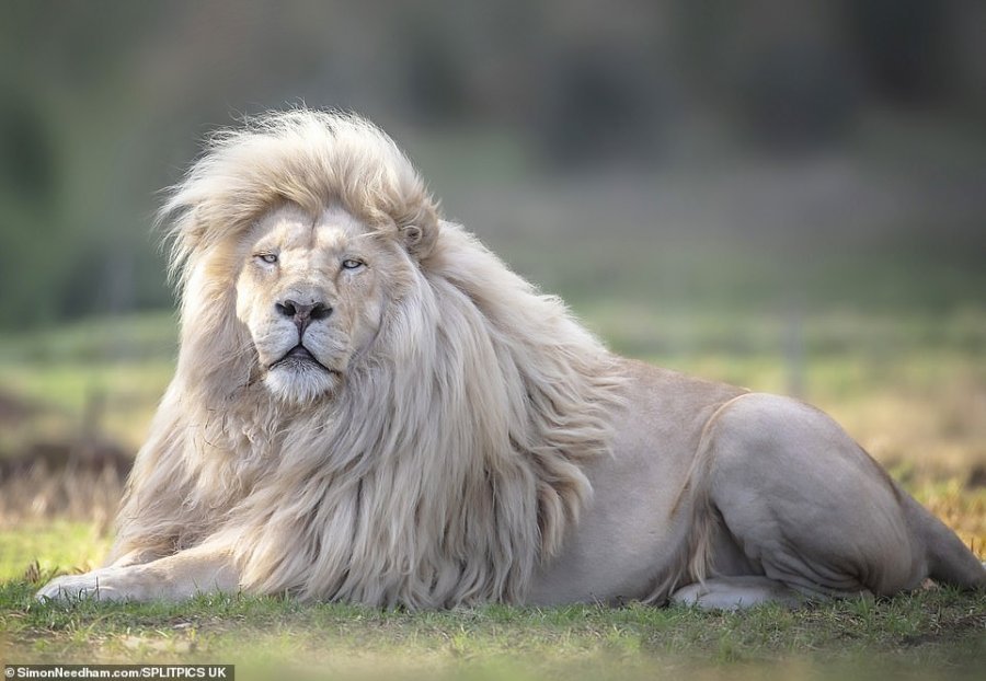 FOTO e rradhë/ Kur luani 'krenohet' me krifën e tij të bardhë