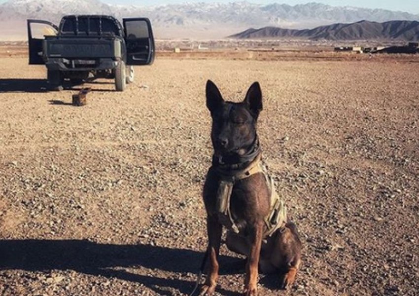 Qeni Hero Kuno, fiton 'medaljen e nderit' në Mbretërinë e Bashkuar/ Ndihmoi në luftën kundër Al Kaedës