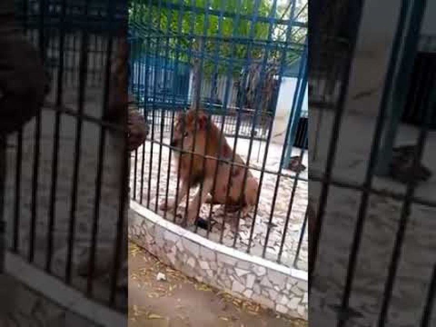 VIDEO shokuese/ Luani kafshon punonjësin e kopshtit zoologjik