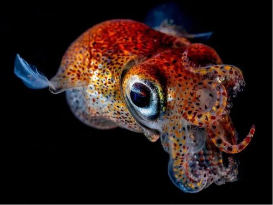 12 imazhe magjike nënujore nga konkursi i fotove të Revistës Scuba Diving