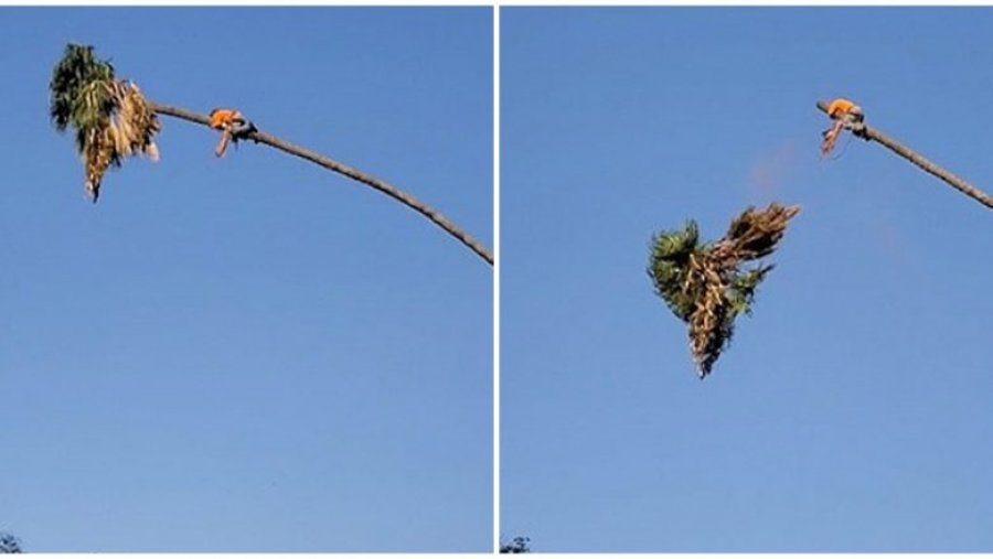 VIDEO/ Kopshtari nga Kalifornia rrezikon të bjerë nga 30 m lartësi teksa krasit palmën