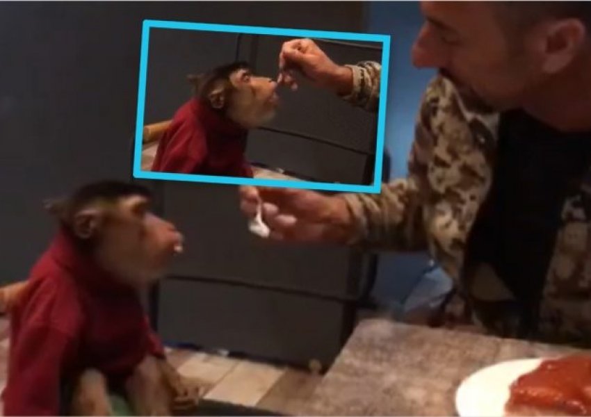 Gjakovari befason të gjithë: Shkon me majmun në restorant dhe e ushqen me trileqe